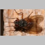 Muscidae sp - Echte Fliege 05a 8mm.jpg